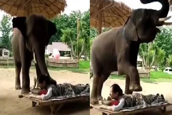 নারীর পিঠে হাতির ম্যাসাজ, ভিডিও ভাইরাল!